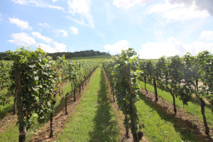 Fellbacher Herbst Weinfest Fellbach Fellbacher Herbst Weinfest Fellbach Kappelberg