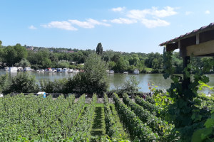 Weinbergfest Steiler Zucker Stuttgart Münster Weinbergfest Steiler Zucker Stuttgart Münster
